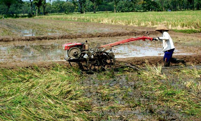 Transformasi Pertanian: Dari Kerbau ke Mesin dalam Membajak Sawah